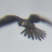 Amur Falcon